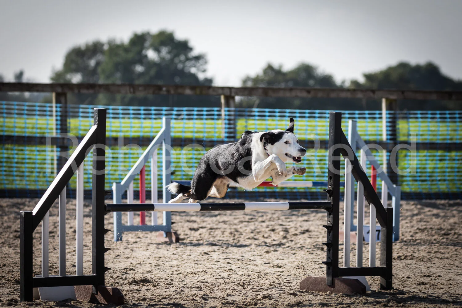 Agility photography 2024